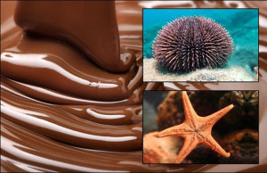 chocolate marino