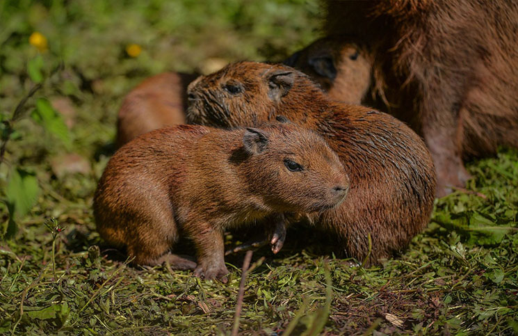 Primeros capibaras nacen en zoológico Chester de Londres