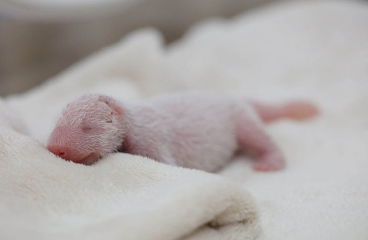 Nace en China primera cría de panda gigante