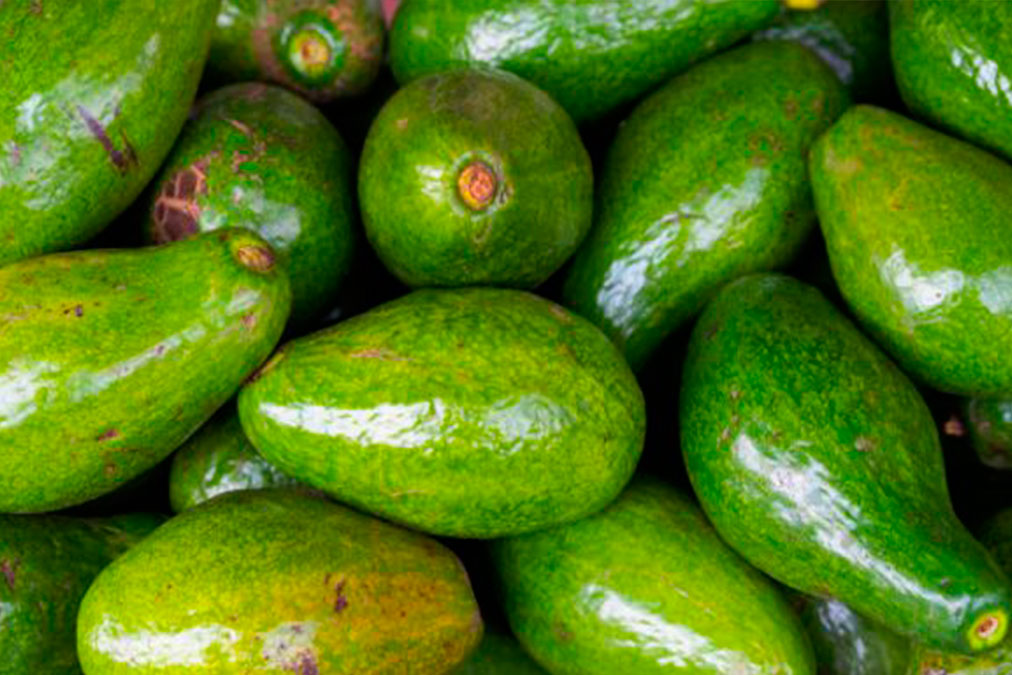 temporada de aguacates