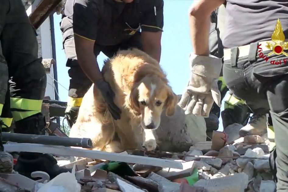 Romeo, el perro que sobrevivió nueve días bajo escombros