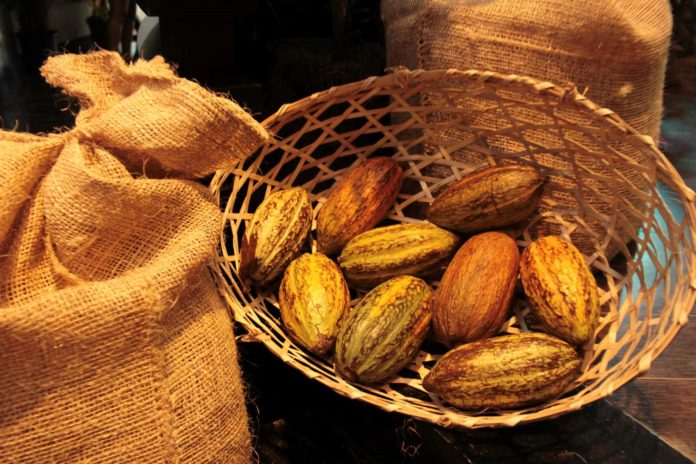 cacao venezolano